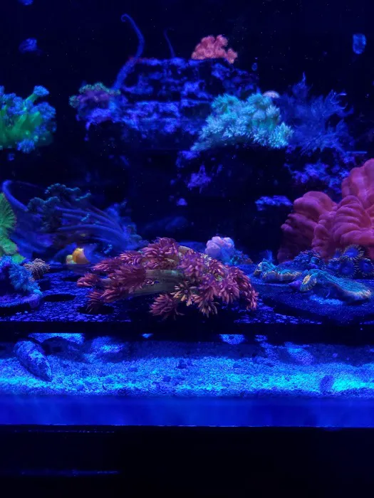 Golden State Corals 12