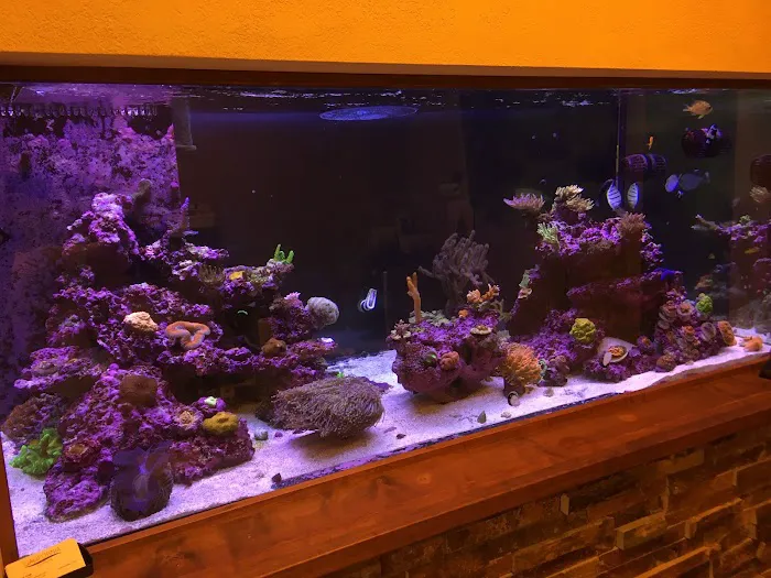 Golden State Corals 12