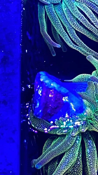 Golden State Corals 12