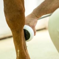Fox Valley Equine Practice ico