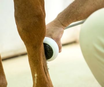 Fox Valley Equine Practice