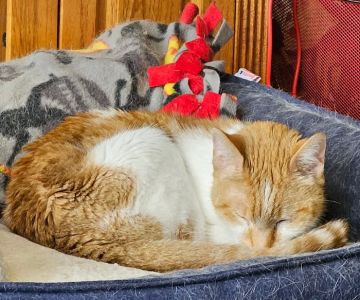 Towne Animal Clinic