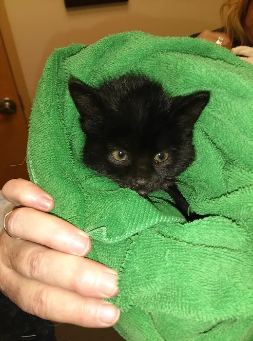 Towne Animal Clinic 8