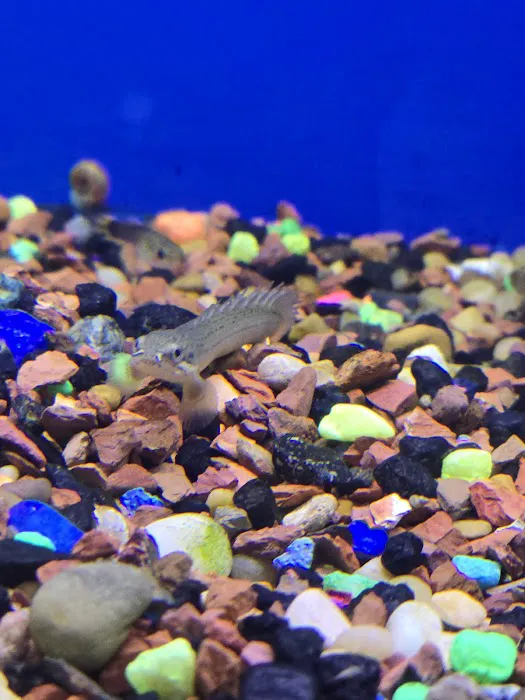 Hidden valley reptile and pets 6