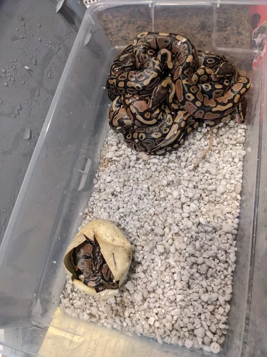 Hidden valley reptile and pets 8
