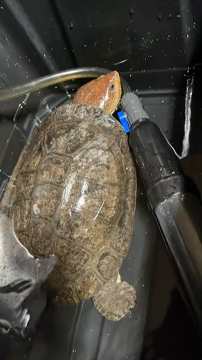 Hidden valley reptile and pets 3