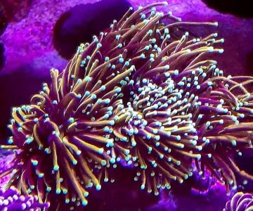 Reef Runner's Aquarium Service