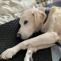 Animal Care Center ico