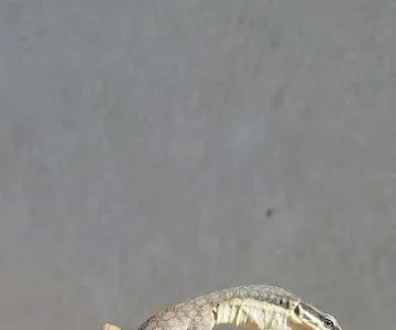 Westisbest Reptiles LLC