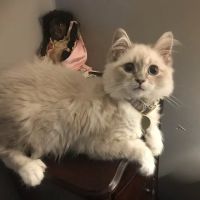 Warrenton Animal Health Lab ico