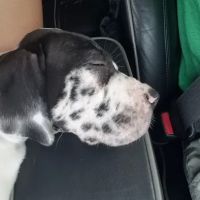 Compassion Animal Hospital ico