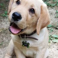 Piedmont Pets Veterinary Care ico