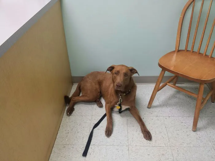 Piedmont Pets Veterinary Care 8