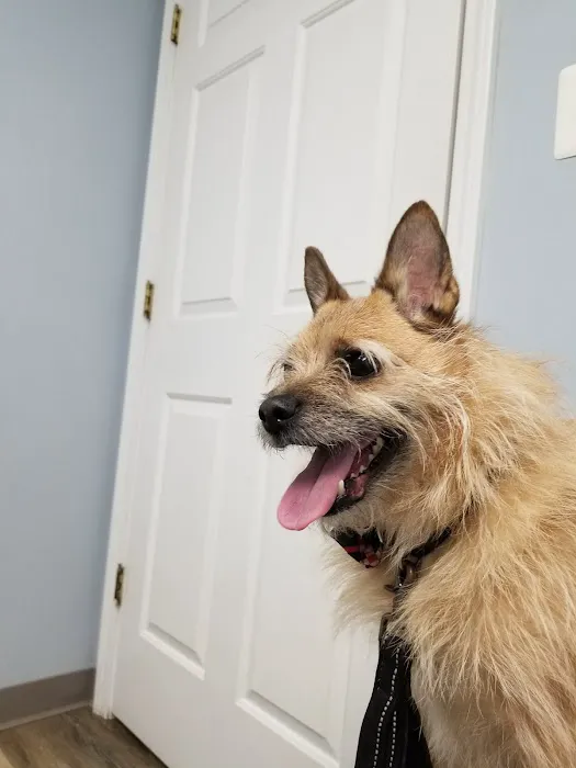 Piedmont Pets Veterinary Care 3
