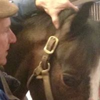 Middleburg Equine Clinic Inc ico