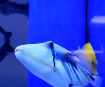 Fish Frenzy