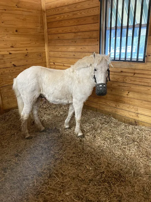 Piedmont Equine Practice 1