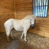 Piedmont Equine Practice ico