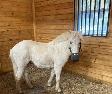 Piedmont Equine Practice