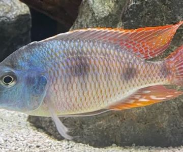 West coast cichlid supply LLC