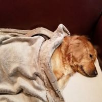 Petco ico