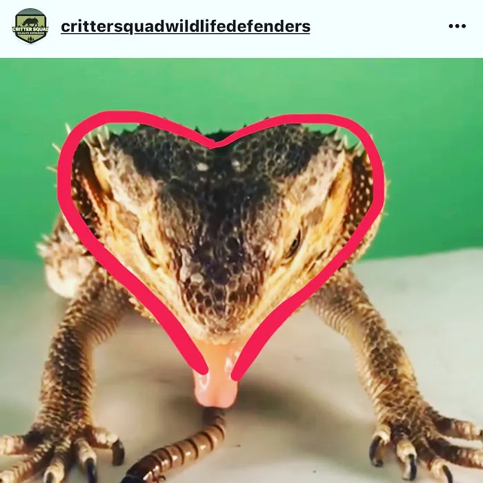 Critter Squad Wildlife Defenders. 12