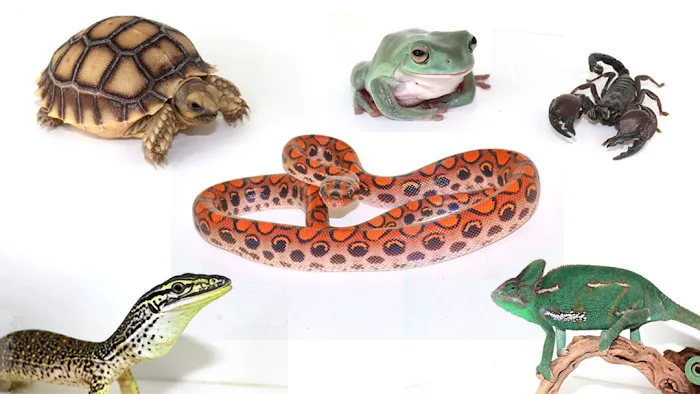 The Painted Reptile 12