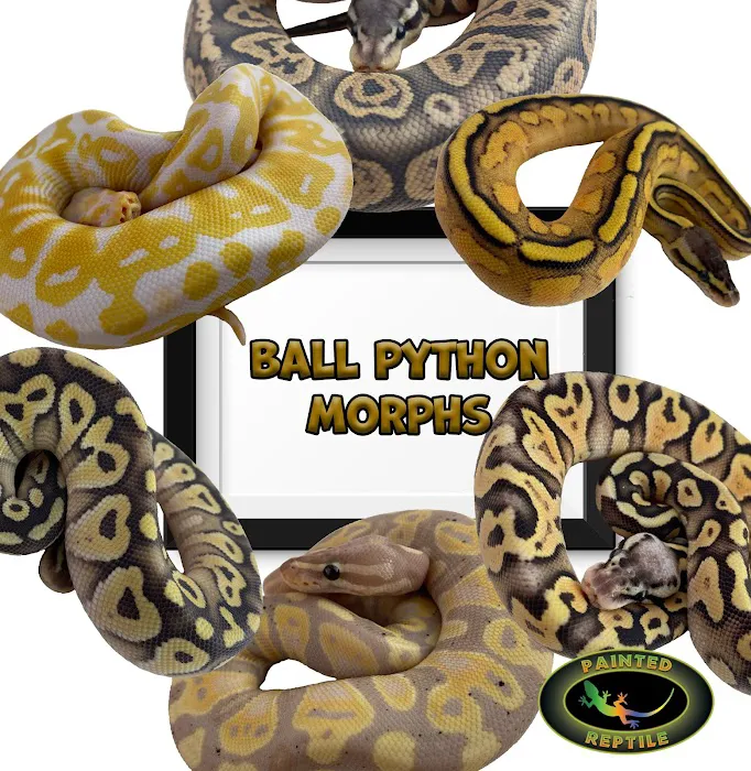 The Painted Reptile 12
