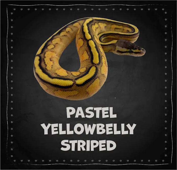 The Painted Reptile 12