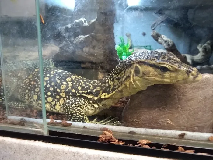 The Painted Reptile 12