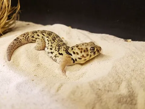 The Painted Reptile 12