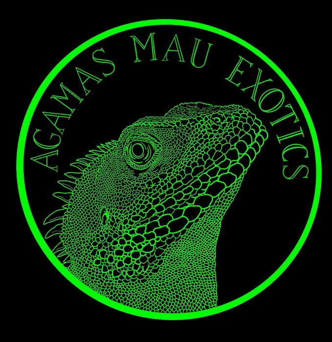 agamasmauexotics 12