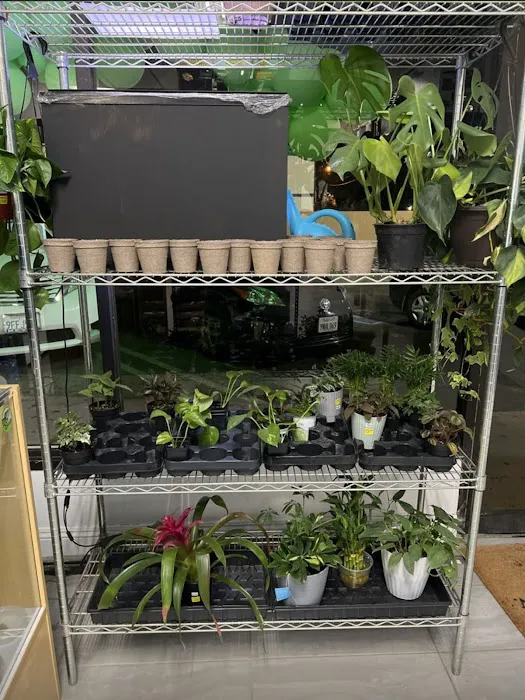 agamasmauexotics 12