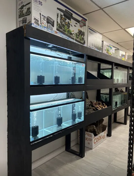 agamasmauexotics 12