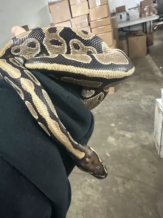 agamasmauexotics 12