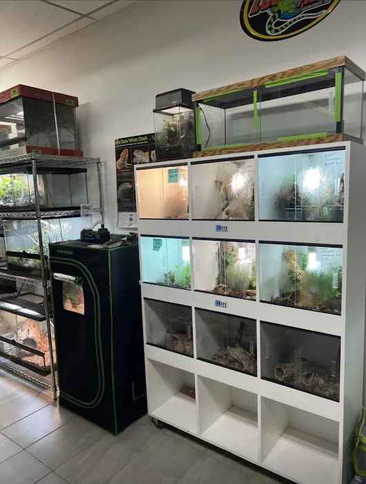 agamasmauexotics 12