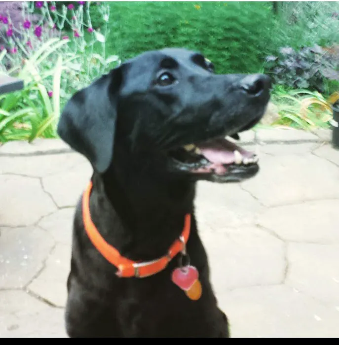 Paws For Holistic Pet Care 4