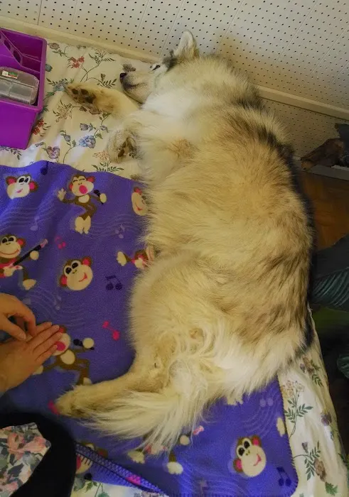 Paws For Holistic Pet Care 2