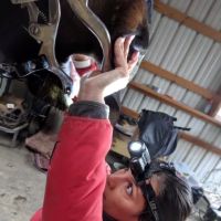 Davis Equine ico