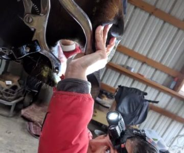 Davis Equine