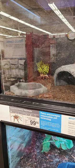 Petco 12