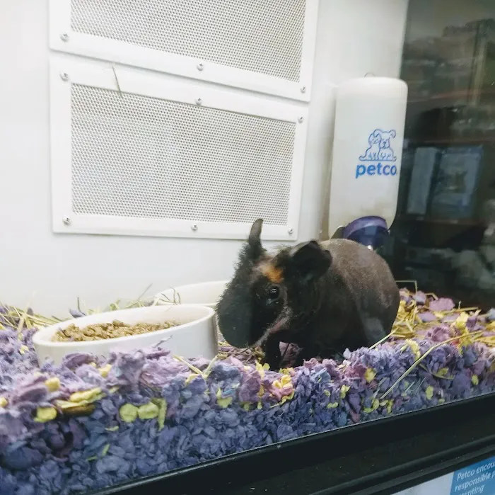 Petco 12
