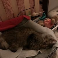 Prospect Veterinary Clinic ico