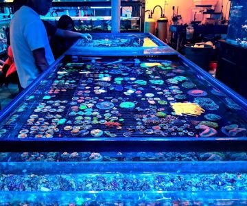 Vivid Aquariums Inc