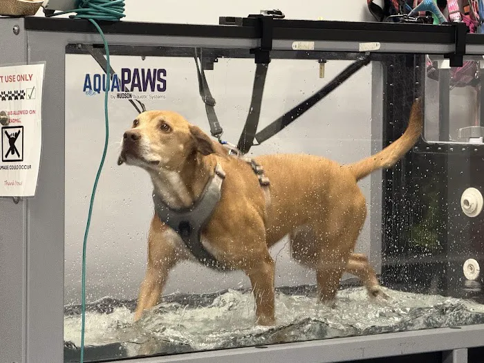 CARE Veterinary Center, A Thrive Pet Healthcare Partner 12