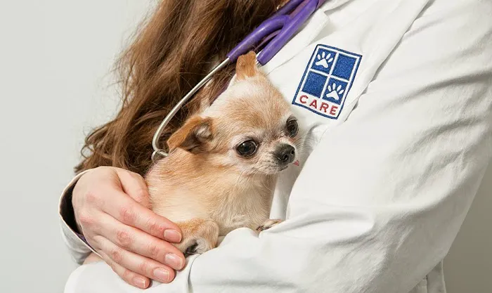 CARE Veterinary Center, A Thrive Pet Healthcare Partner 12