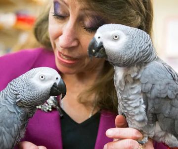 Parrots Naturally