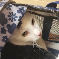 Opossum Pike Veterinary Clinic ico