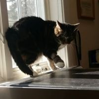 Mt. Carmel Animal Hospital ico