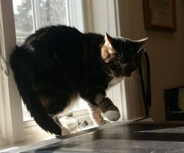 Mt. Carmel Animal Hospital